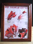 Aquarell nach Horst Janssen, Vier N�chte Amaryllis
-verkauft-