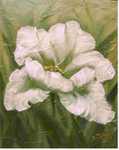 Tulpe