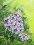 Rhododendron