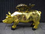 Goldenes-Fl�gelsparschwein mit schwarzen Sternen