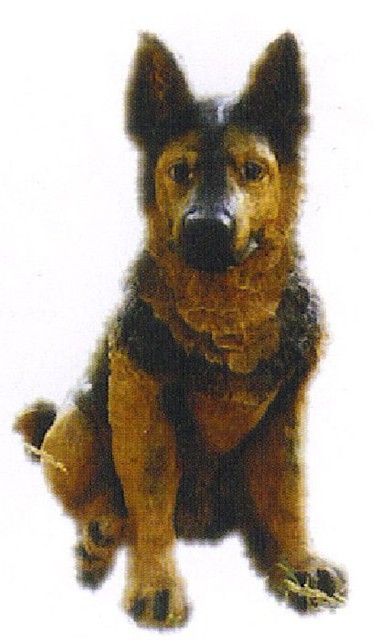Schaeferhundwelpe, H�he: 55cm