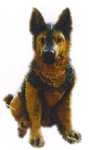 Schaeferhundwelpe, H�he: 55cm