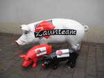 Zaunteam- Schweineherde