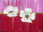 Weisser Mohn von P.G.
