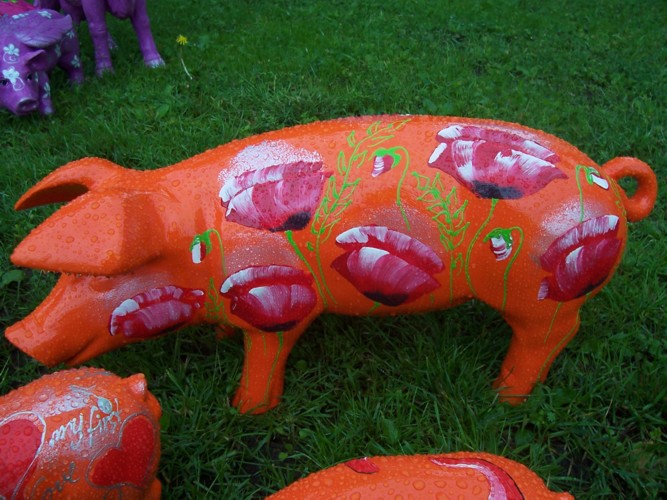 Große Schweine_234