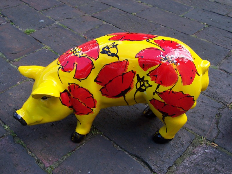 Mini-Schwein_388