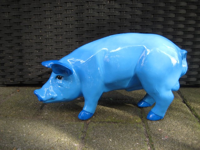 Mini-Schwein_40
