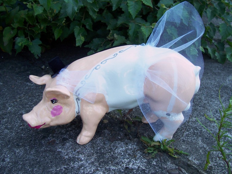 Mini-Schwein_53