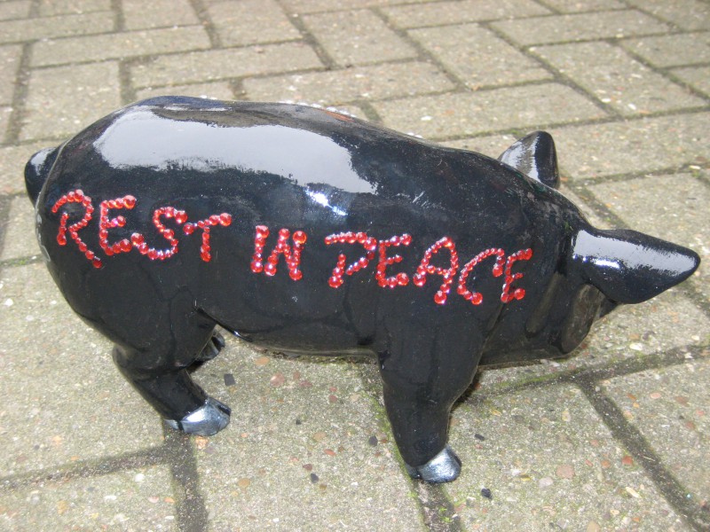 Mini-Schwein_60