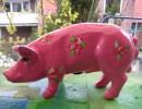 Mini-Schwein_699